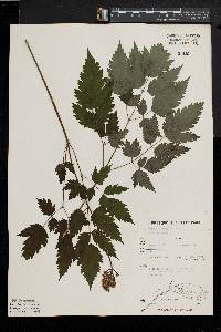 Actaea alba image