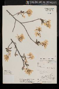 Amelanchier laevis image