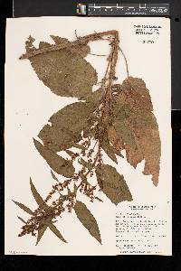 Rumex obtusifolius image