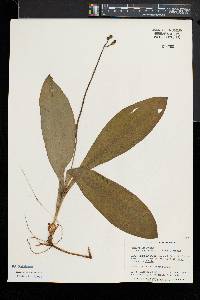 Clintonia umbellulata image