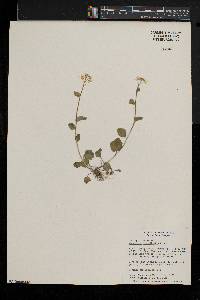 Cardamine rotundifolia image