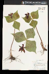 Trillium erectum image