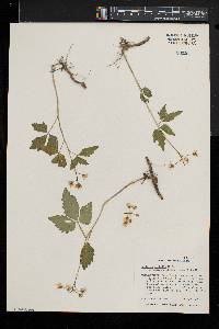 Cardamine diphylla image