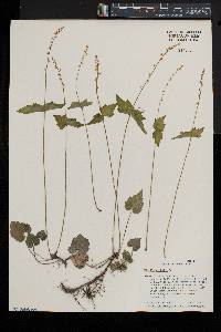 Mitella diphylla image