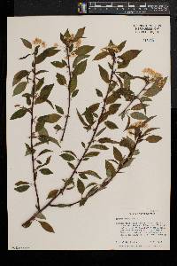 Prunus pensylvanica image