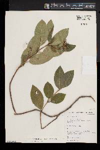 Viburnum tinus image