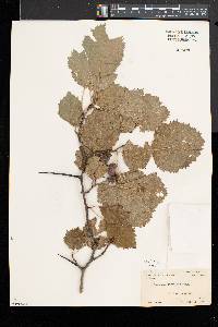 Crataegus submollis image