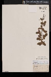 Crataegus uniflora image