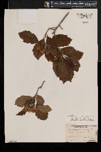 Crataegus calpodendron image