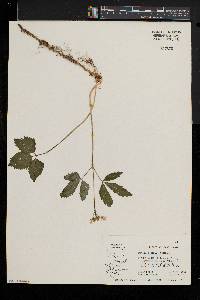 Cardamine diphylla image