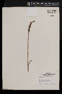 Spiranthes vernalis image