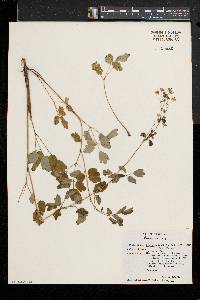 Thalictrum pubescens image