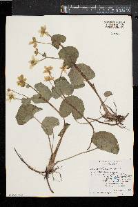 Caltha palustris image