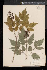 Actaea alba image