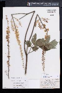 Actaea racemosa image