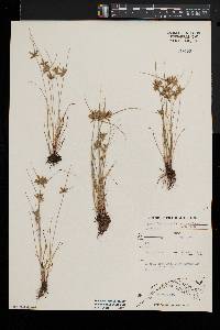 Cyperus flavescens image