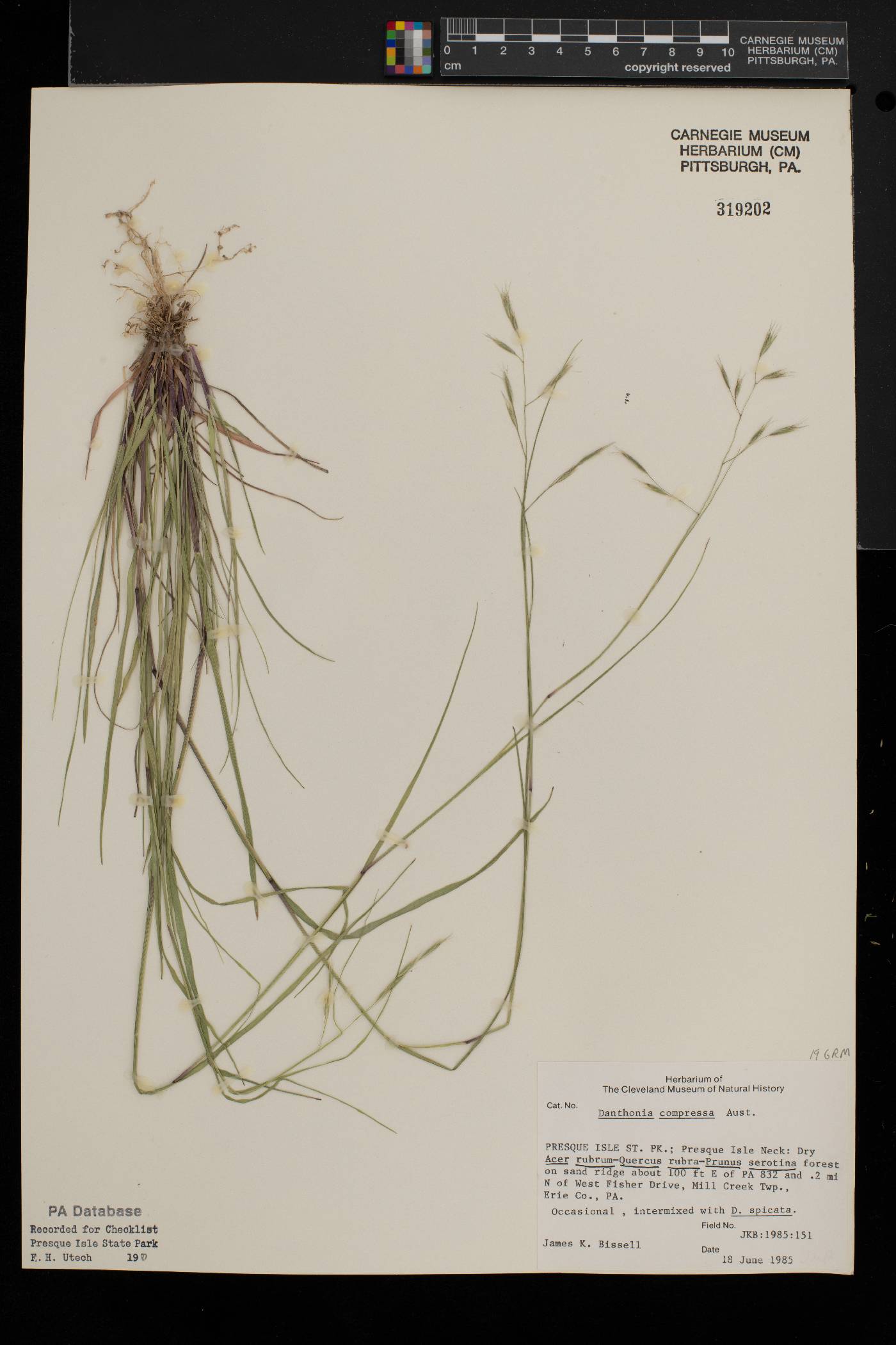 Danthonia compressa image