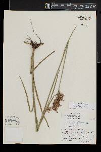 Juncus biflorus image