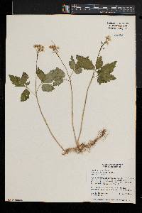 Cardamine diphylla image