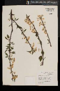 Prunus pensylvanica image