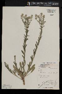 Lepidium campestre image