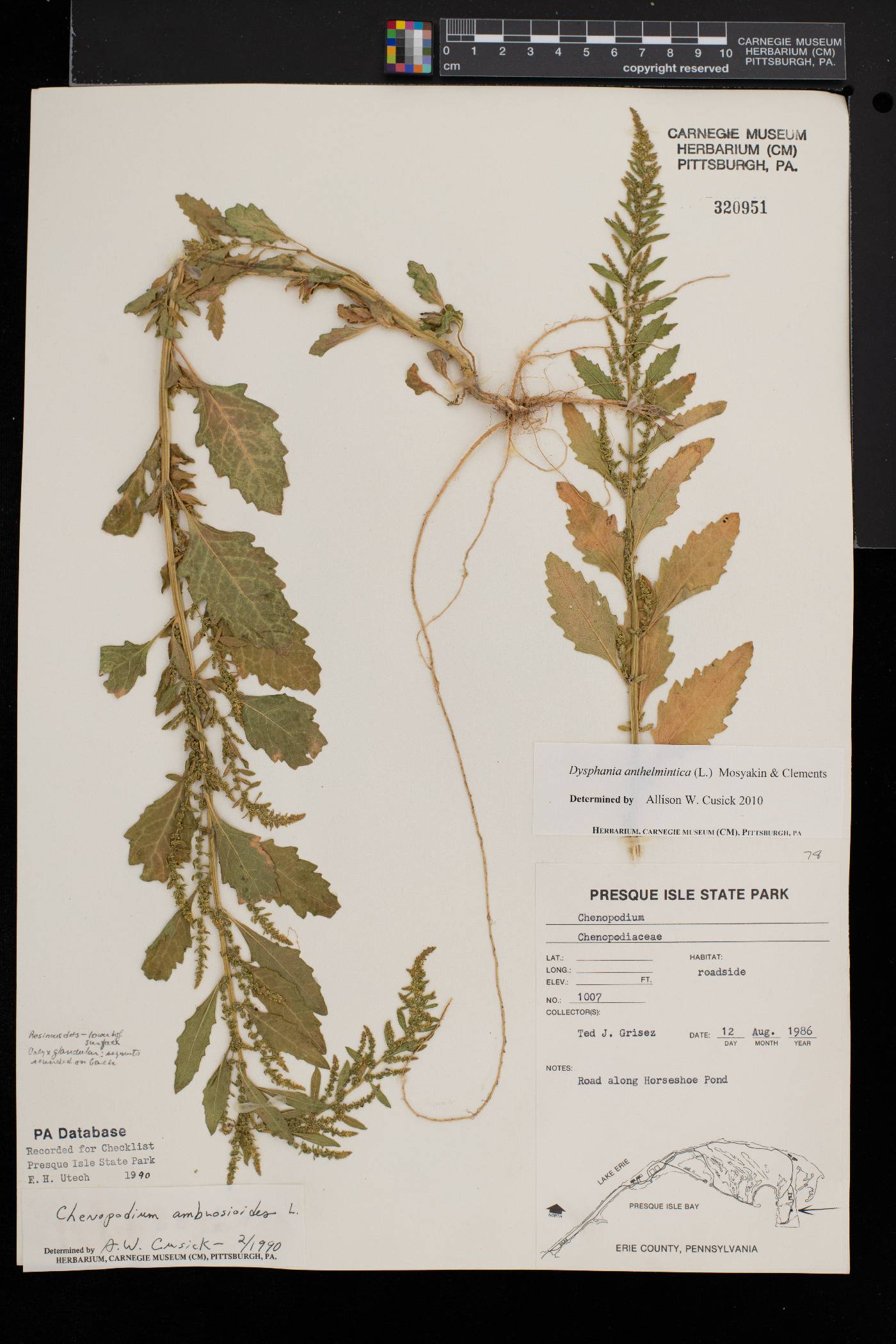 Dysphania anthelmintica image