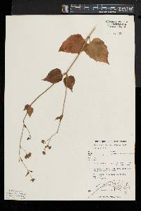 Mirabilis nyctaginea image