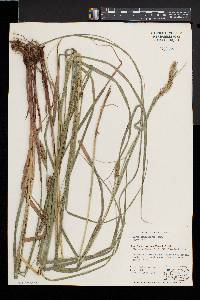 Carex trichocarpa image