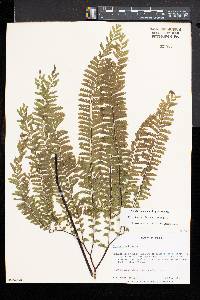 Adiantum aleuticum image