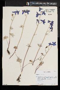 Delphinium bicolor image