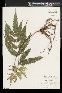 Pteris fauriei image