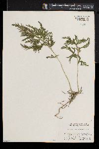 Selaginella moellendorffii image