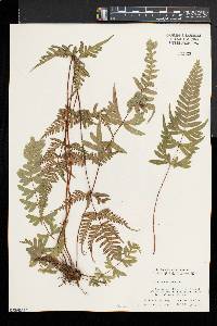 Pteris semipinnata image