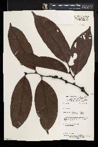 Diospyros iturensis image