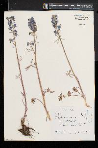 Delphinium andersonii image