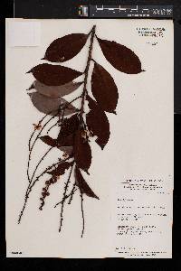 Acridocarpus plagiopterus image