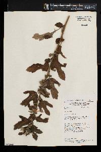 Urena lobata image
