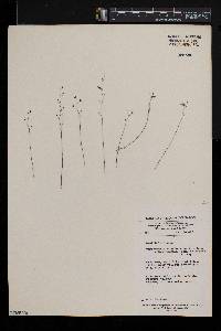 Utricularia scandens image