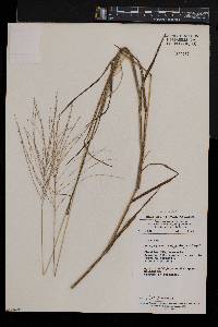 Digitaria leptorhachis image