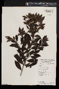 Heinsia crinita image