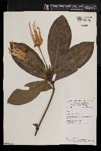 Leptactina mannii image