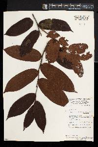 Diospyros conocarpa image
