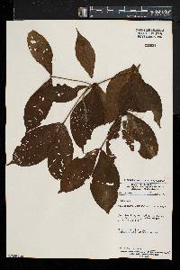 Aulacocalyx caudata image