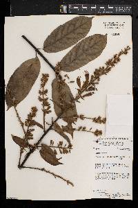 Combretum platypterum image