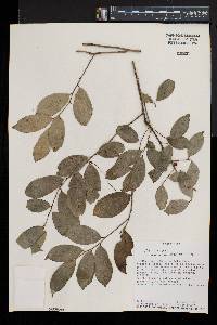 Ilex pallida image