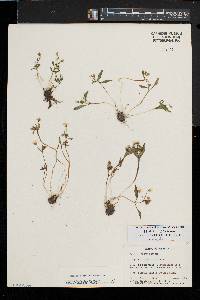 Claytonia caroliniana image