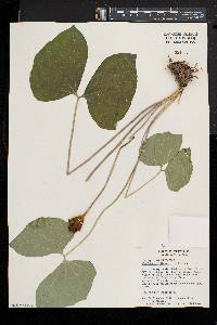 Jeffersonia diphylla image