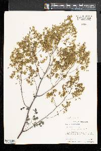 Thalictrum coriaceum image