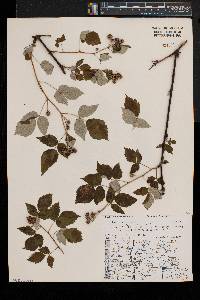 Rubus occidentalis image