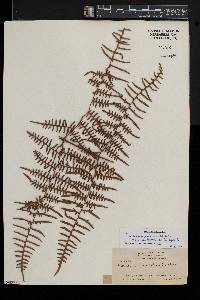 Pteridium aquilinum var. caudatum image